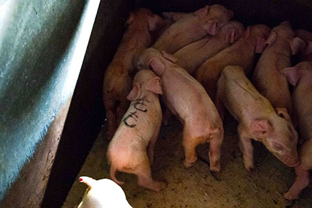 メメント・モモ MEMENTO MOMO